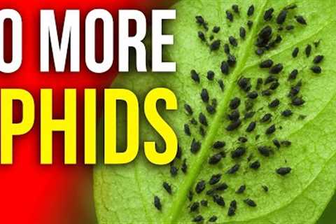 Homemade Citrus Insecticide That Actually Works!