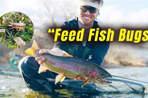 This Fly CRUSHES TROUT! | Feed Fish Bugs Ep. 1