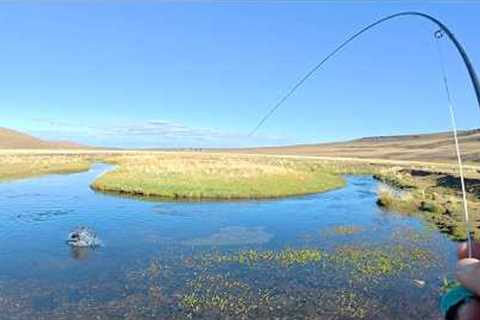 I Visited One of the Best Spring Creeks for Brown Trout - Unforgettable Fly Fishing