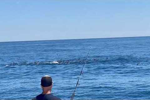 The Most BLUEFIN TUNA I HAVE EVER SEEN!!!!