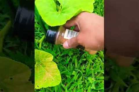 Cayenne Pepper keeps Pests and Animals away from your garden! #gardening #garden  #viral