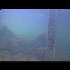 Dive in! Live Underwater Camera in the Florida Keys