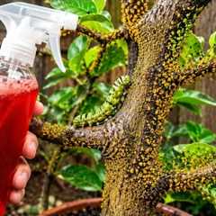 KILL THEM ALL IN 3 SECONDS! Aphids, Mealybugs, Caterpillars, Whiteflies & Mites ,DIY Homemade