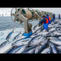 Tuna Fishing: Inside the Billion-Dollar Tuna Empire | Fishing Documentary