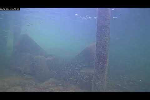 Dive in! Live Underwater Camera in the Florida Keys