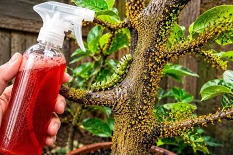KILL THEM ALL IN 3 SECONDS! Aphids, Mealybugs, Caterpillars, Whiteflies & Mites ,DIY Homemade