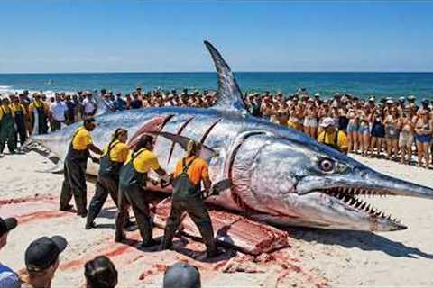 How Do Fishermen Catch 100 Giant Swordfish? | Longline Fishing