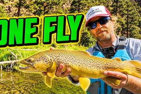 The ONLY Fly I Need